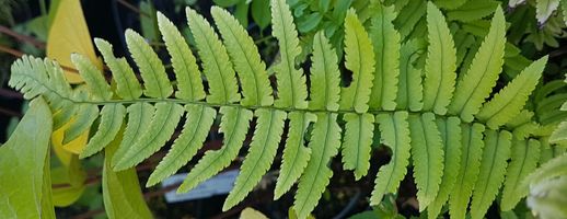 Dryopteris filix-mas 